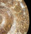Huge Wide Euaspidoceras Ammonite Fossil #14916-4